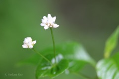Persicaria microcephala